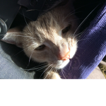 I love Kitty