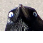 Tammy's crows
