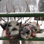 join this group if you love christams & raindears