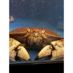 Lil JeffTTV