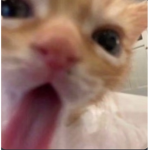 aarcadeaths cravings