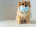 DOG CULT!!