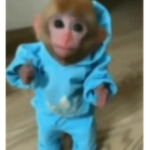 monkey †