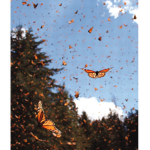 Butterflies_team