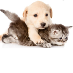 Équipe des chat est chien