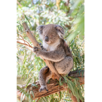 - Kawaii Koalas -