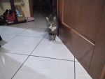 Gruppo ufficiale dei veri gattini