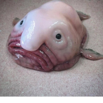 BLOB FISH ARE CUTE :3