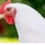 Chicken whisperer fan club