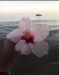 lillie’s hibiscus's! ⋆