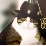 The mafia cat