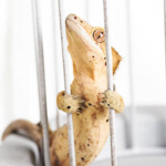 Gecko's Knast