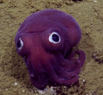 Ocean of Squids and the Unemployed