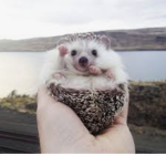 Hedgehog favorite animal