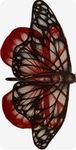 Nice roblox girlie's
