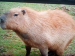 Order of the capybara