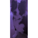 TeamDoggos’