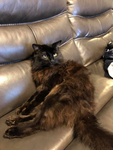 People who like black cats