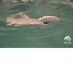 Save the Sharks :D