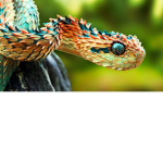 reptiles rule the world123321