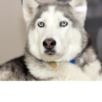 Snowy Husky