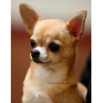 dogg ies