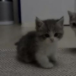 ᴡᴀᴛᴇʀ ʙᴏᴛᴛʟᴇ:)