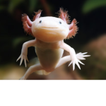 Axolotl Fans Only!!!