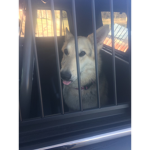 Doggo group Funtime