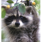 epic raccoon fan club