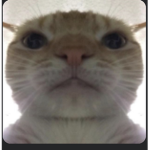 Mag’s cat group