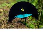 Cool Birdies