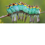 Birds brilliance