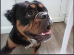 Dog's are adorable