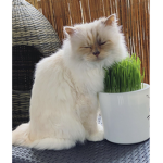 Choupette Fanclub!
