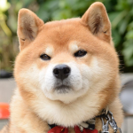 Doge1