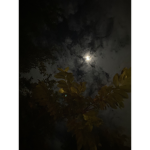H0NEY BEE