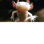 Axolotl Loyal
