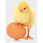 CHICKENATOR SQUAD