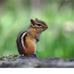 chipmunk kingdom