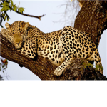 Eye Of The Leopard