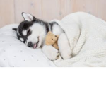Sleeping puppies
