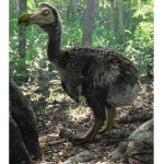 Dodo Dou