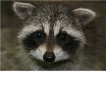Raccoon Builders INC.