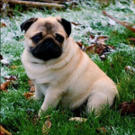 Pugs are cool 87