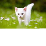 Meow Club :3