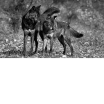The Wolf Hang Out