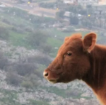 Red Heifer Prophecy