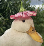 The way swan