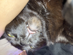 My lovely cat named meow meow